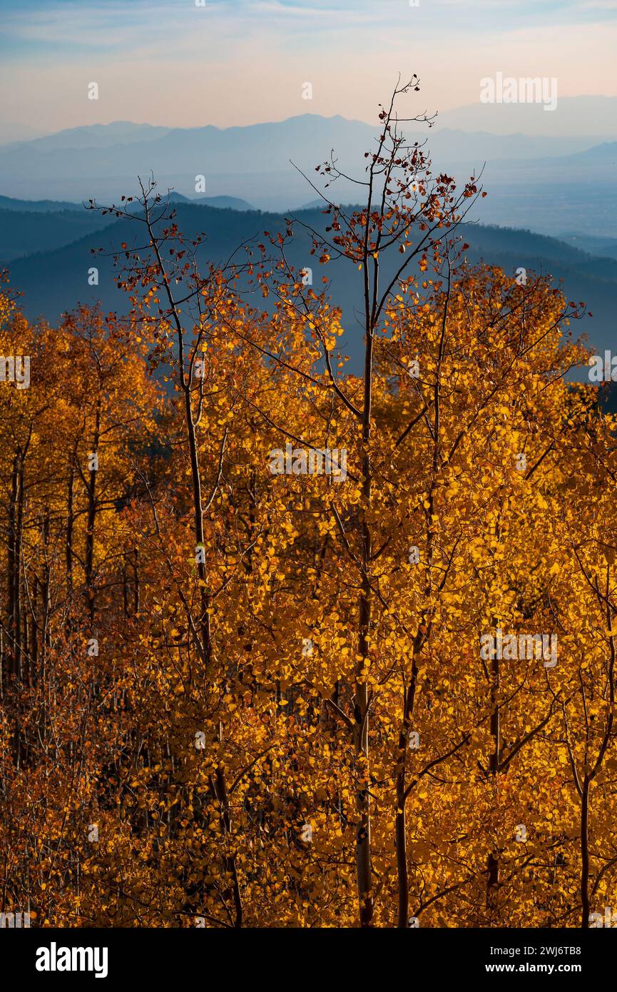 FOLLAJE DE OTOÑO EN LAS MONTAÑAS SANGRE DE CRISTO, SANTA FE, NUEVO MÉXICO, ESTADOS UNIDOS Foto de stock