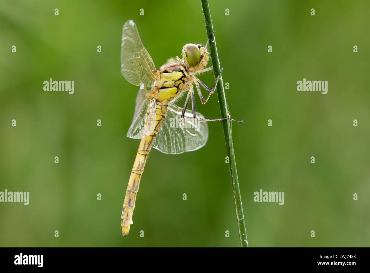 Libélula más oscura común, Sympetrum striolatum hembra. Sentado con las alas extendidas en un tallo de hierba. Aislado sobre fondo verde. Dubnica, Eslovaquia Foto de stock