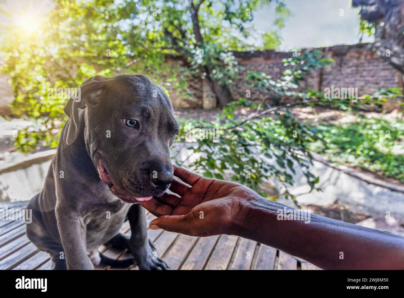 boerboel negro