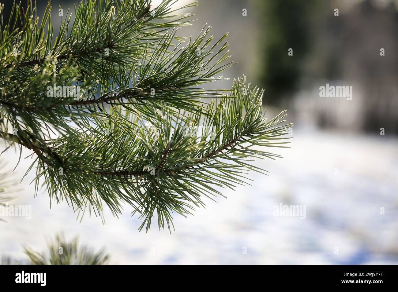 Cierre de agujas de pino en un día frío de invierno con heladas leves, fondo desenfocado con nieve. Foto de stock