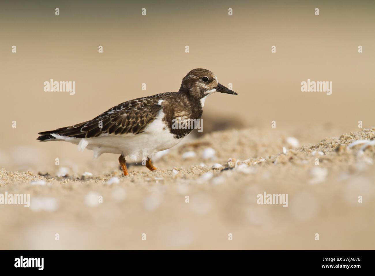 Pájaro - Ruddy Turnstone migratorio Arenaria interpres aves playeras, aves migratorias, Polonia Europa Mar Báltico Foto de stock