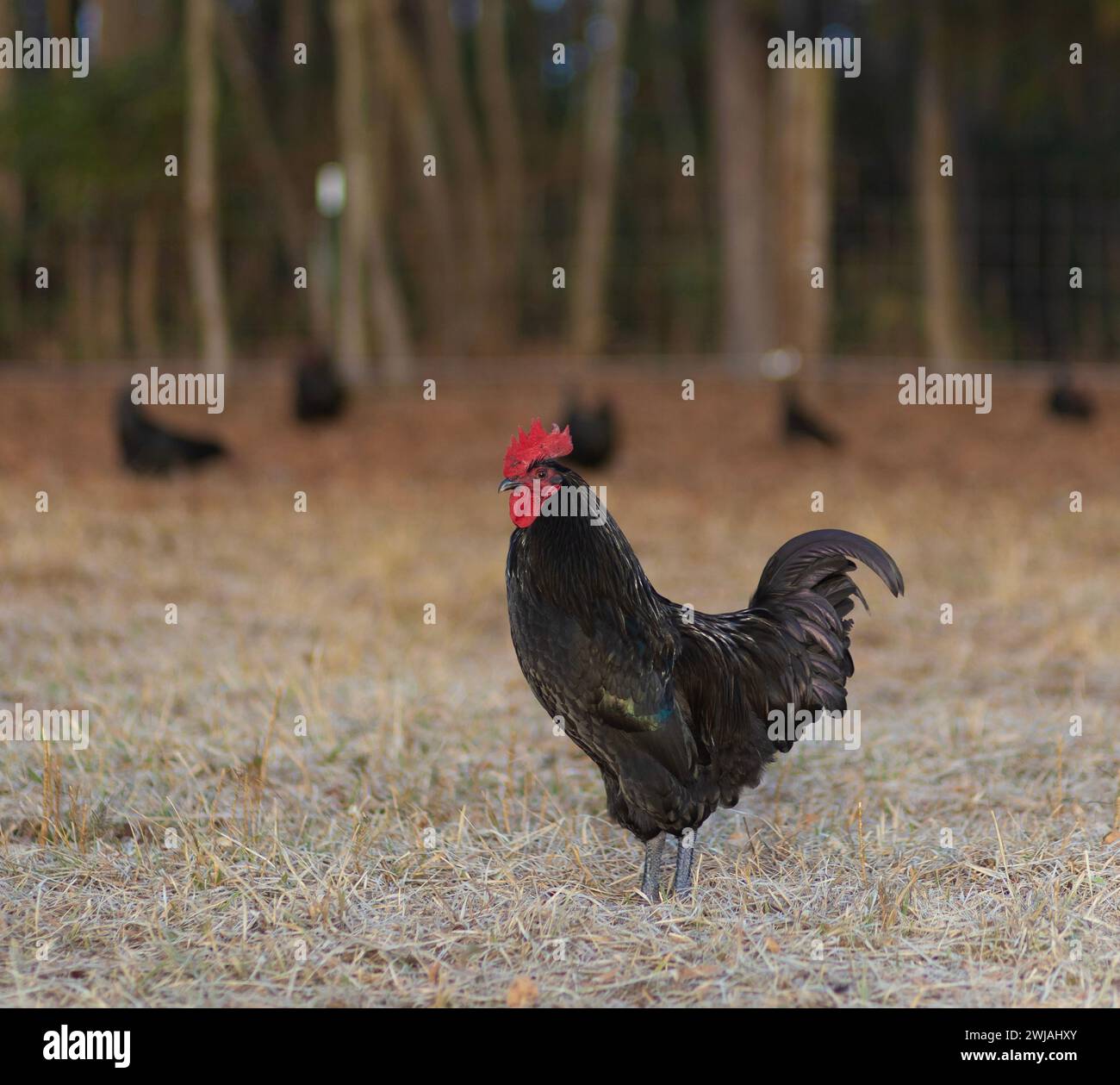 Gallo de pollo Austerlorp que se queda entre la cámara y sus gallinas detrás mientras están en libertad en un pasto en Carolina del Norte. Foto de stock