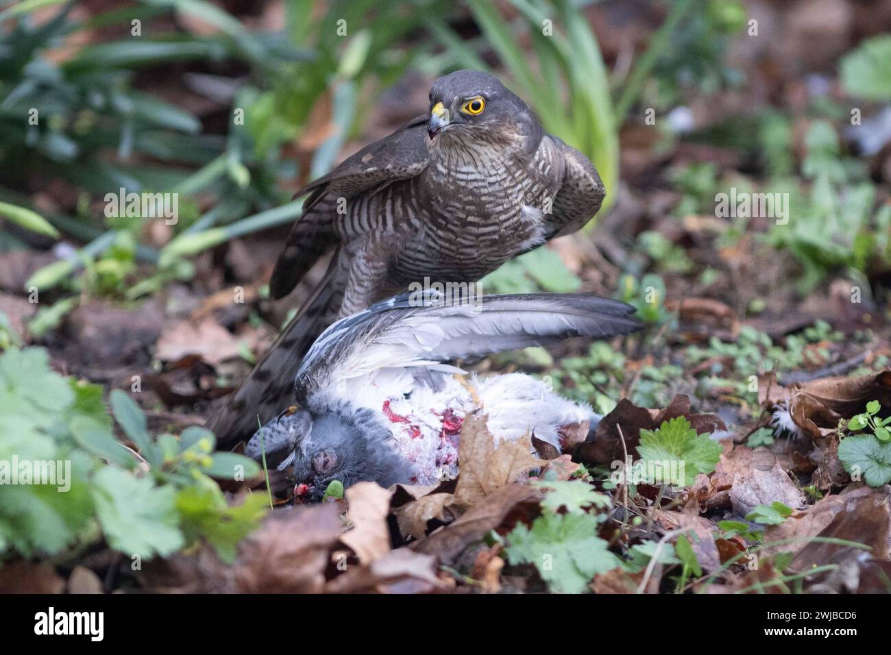 Ave eurasiática Sparrowhawk de presa que se alimenta de la paloma capturada en el jardín británico urbano Foto de stock
