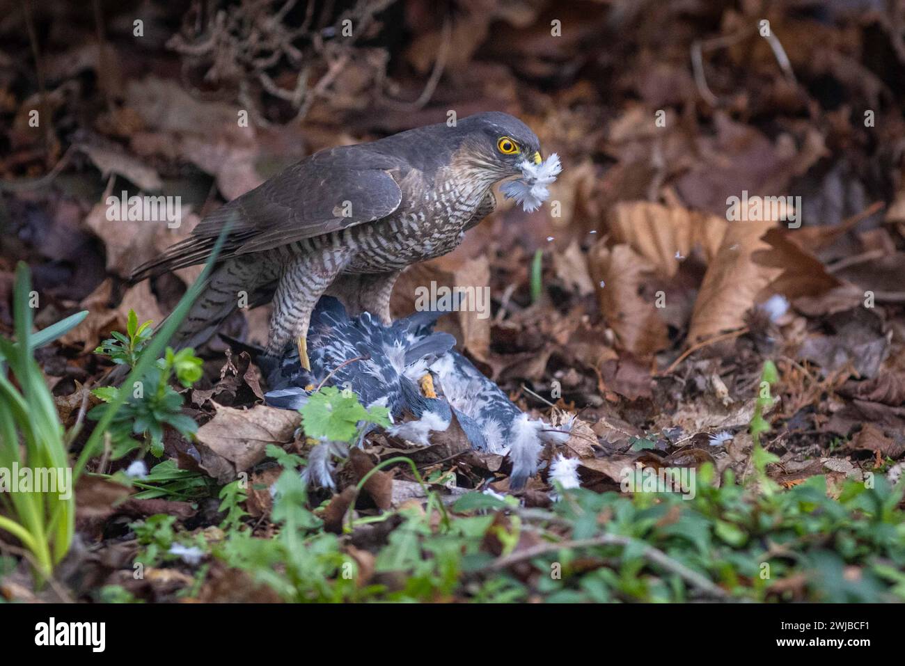 Ave eurasiática Sparrowhawk de presa que se alimenta de la paloma capturada en el jardín británico urbano Foto de stock