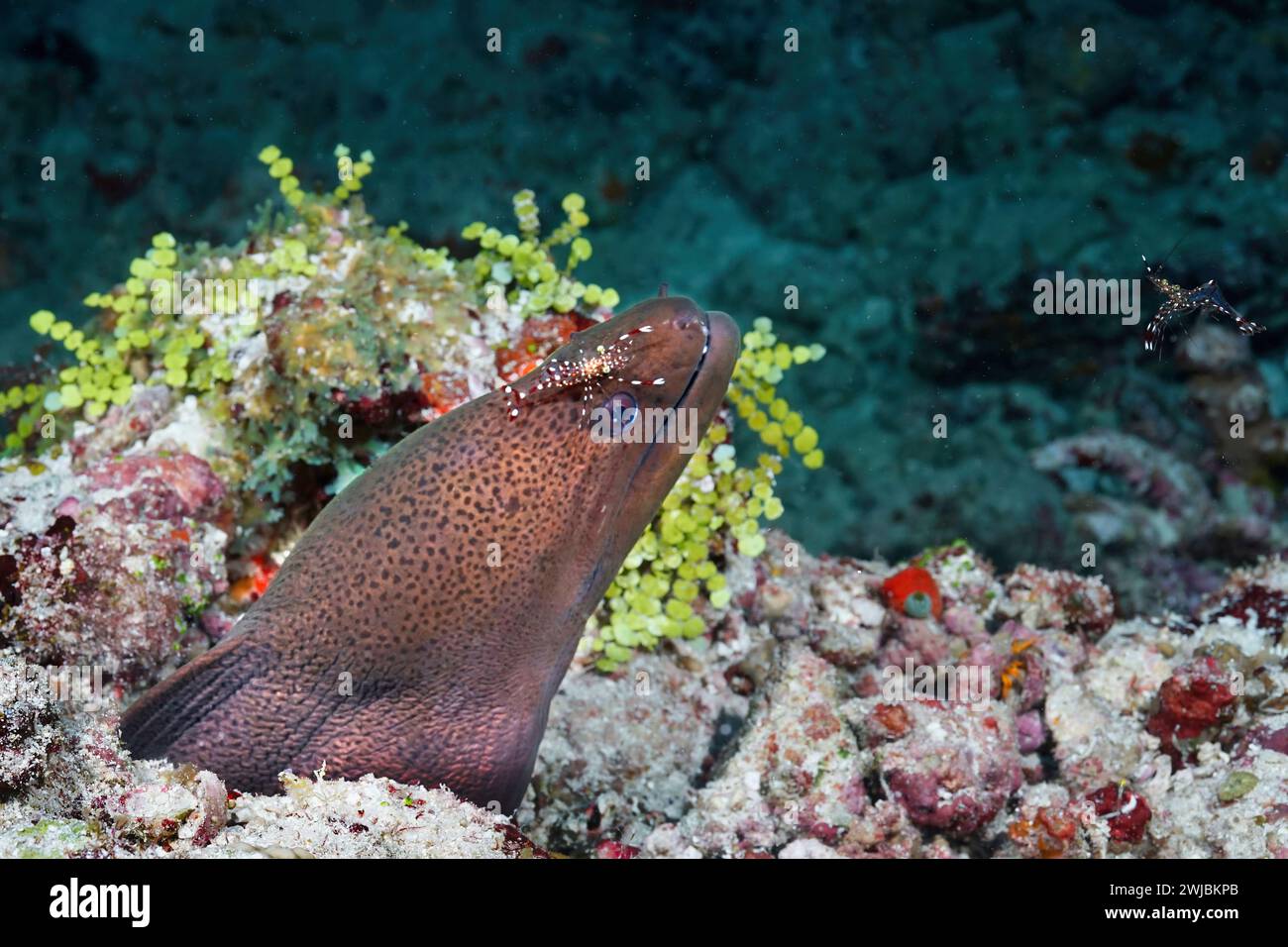 Una anguila morena con su cabeza sobresaliendo de un arrecife de coral. Un camarón más limpio se sienta en la cabeza de las anguilas y un segundo camarón flota en el agua. Foto de stock