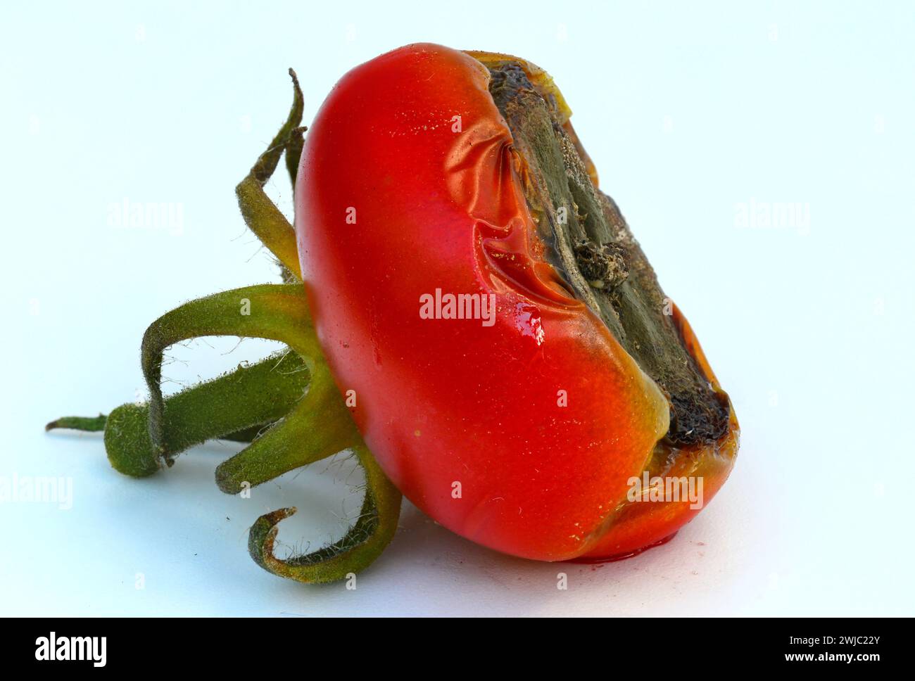 Fruta del tomate afectada por el extremo de la fruta ennegrecida - debido a la pudrición del extremo de la flor, que indica una deficiencia de calcio. Foto de stock