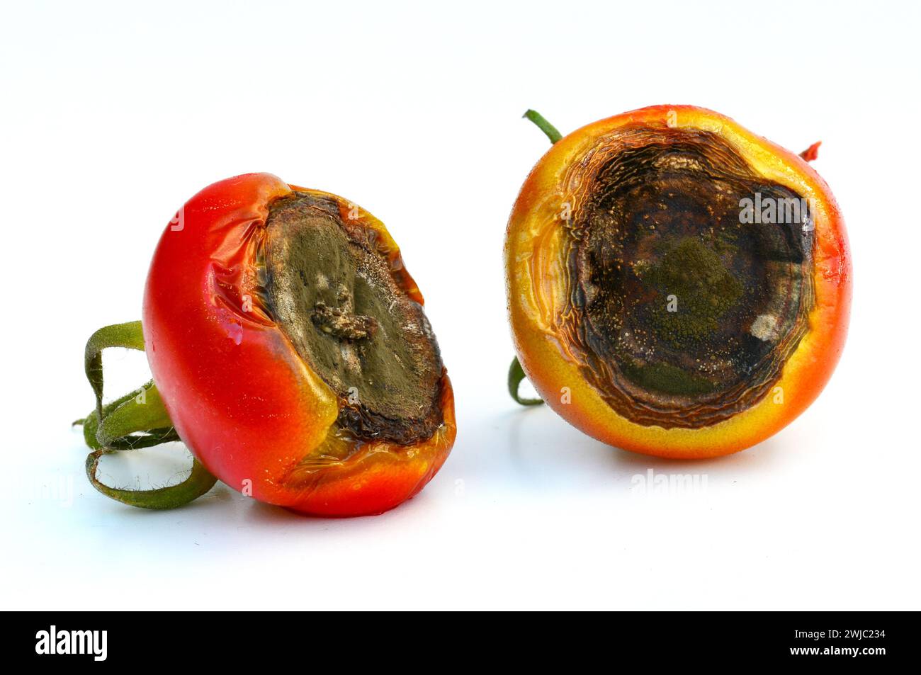 Fruta del tomate afectada por el extremo de la fruta ennegrecida - debido a la pudrición del extremo de la flor, que indica una deficiencia de calcio. Foto de stock