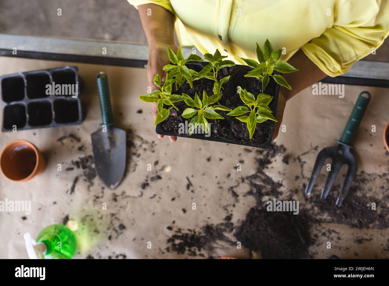 El jardinero prepara las plántulas para plantar, con espacio de copia Foto de stock