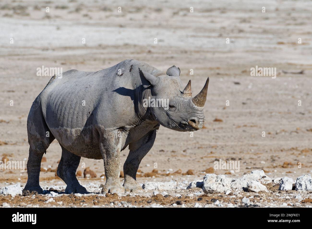 Rinoceronte negro (Diceros bicornis), hembra adulta cubierta de barro húmedo, de pie cerca del pozo de agua, alerta, Parque Nacional Etosha, Namibia, África Foto de stock