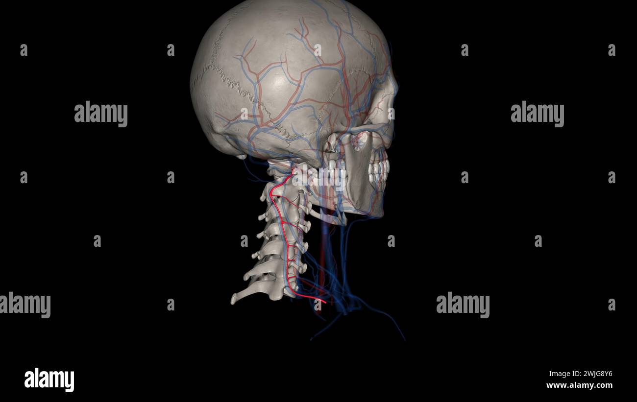La arteria cervical profunda (cervical profunda) es una arteria del