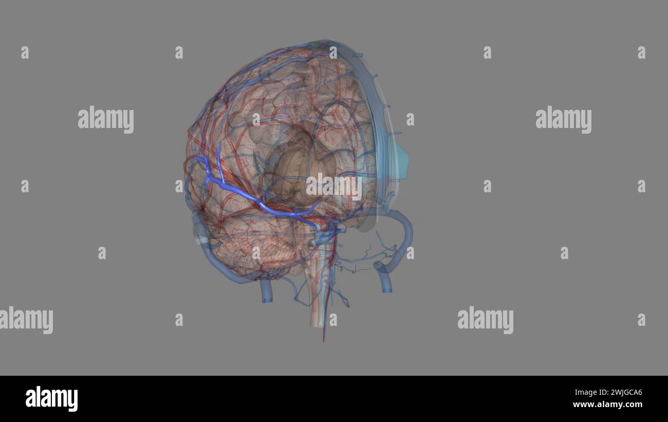 las venas cerebrales medias la vena cerebral media superficial y la