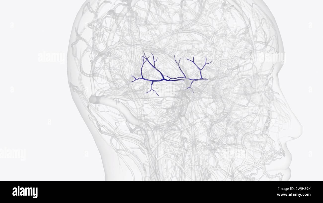 Las venas cerebrales medias la vena cerebral media superficial y la
