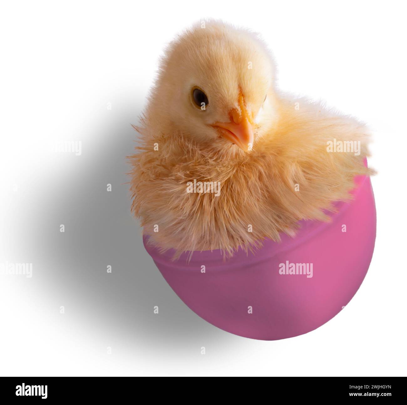 Buff Orpington Chick que acaba de salir de los huevos de Pascua de plástico rosado de un niño con sombra detrás. Foto de stock