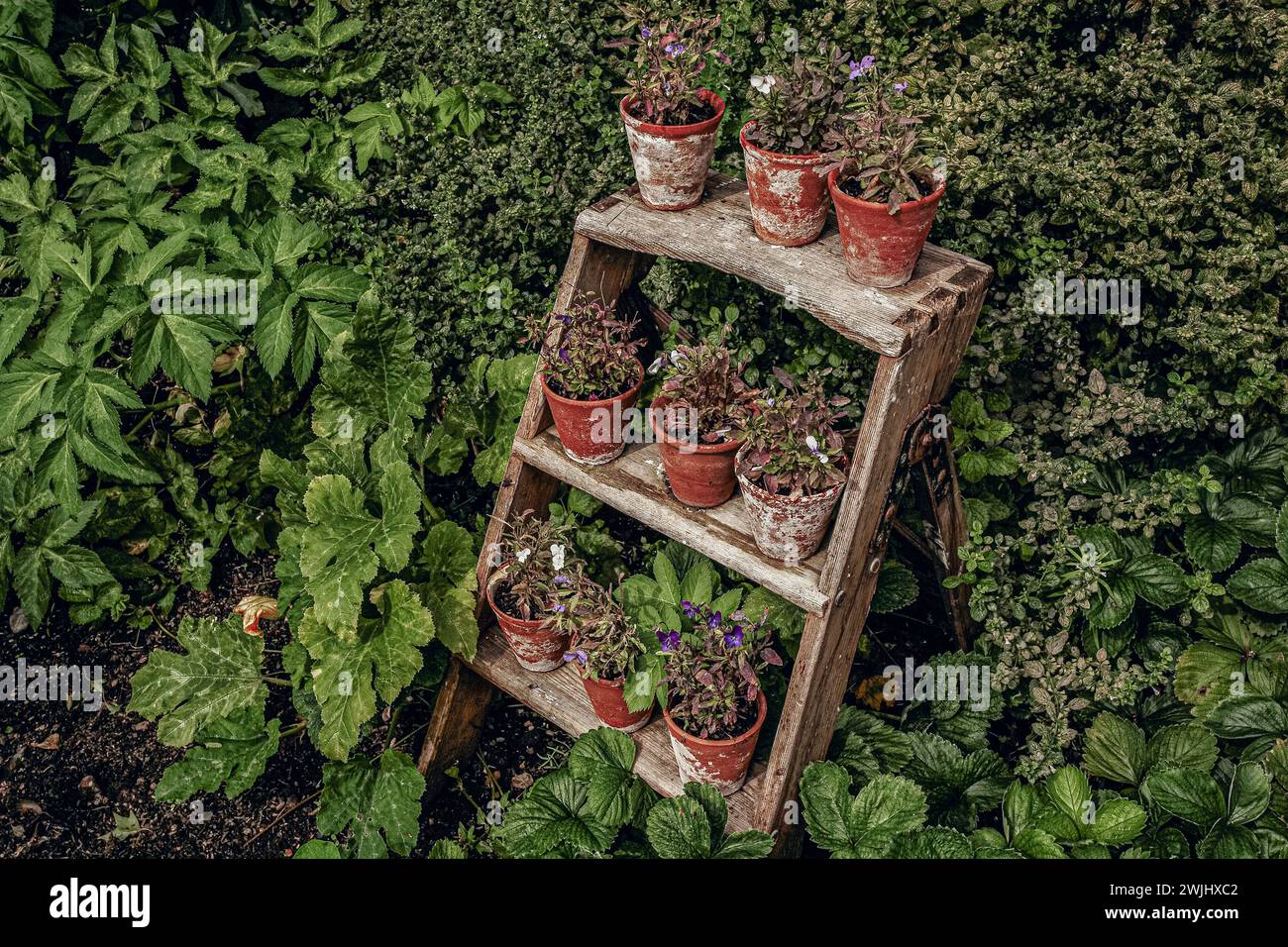 planta en macetas en pie de planta de madera de pie en el jardín Foto de stock