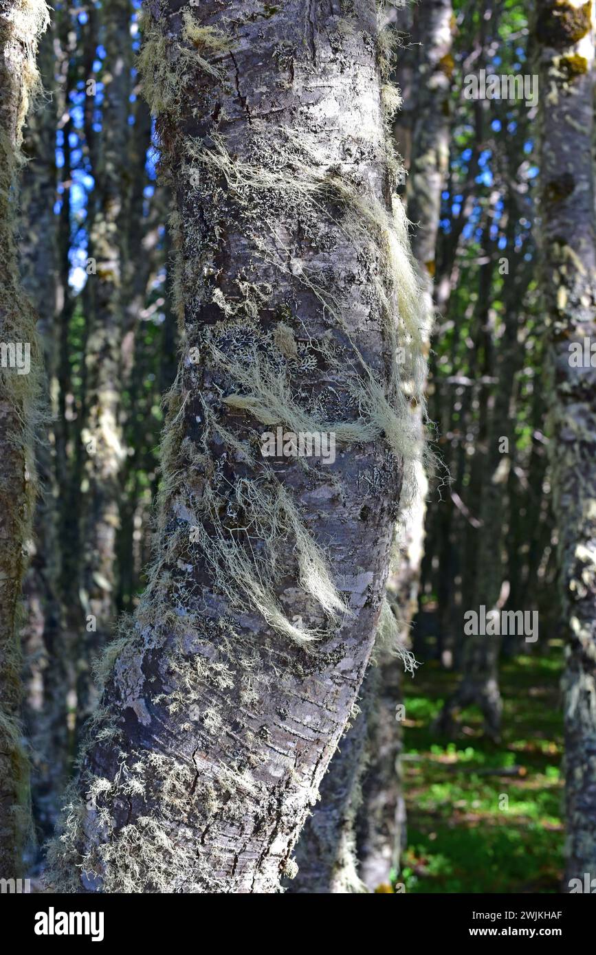 La barba del viejo (Usnea barbata) es un liquen fruticoso que crece en el árbol de corteza. Esta foto fue tomada en un bosque de Nothofagus en el Reserv Nacional de Magallanes Foto de stock