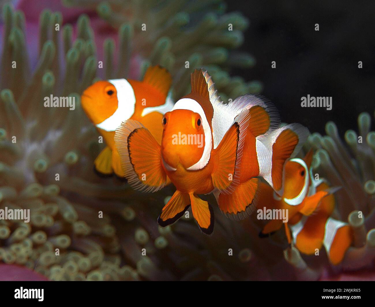 Anemonefish: Trío de pez payaso (Amphiprion ocellaris, Payaso anemonefish) en su anémona. Fotografía submarina, arrecife de coral en Raja Ampat, Indonesia Foto de stock