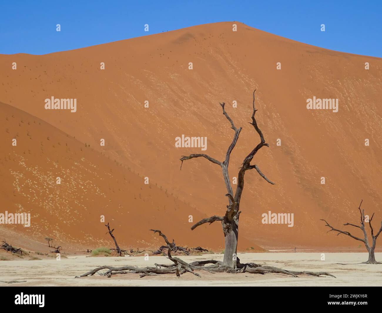 Muertos Camelthorn árboles contra las dunas de color rojo y azul cielo en Deadvlei, Sossusvlei. Parque Nacional Namib-Naukluft, Namibia, África Foto de stock