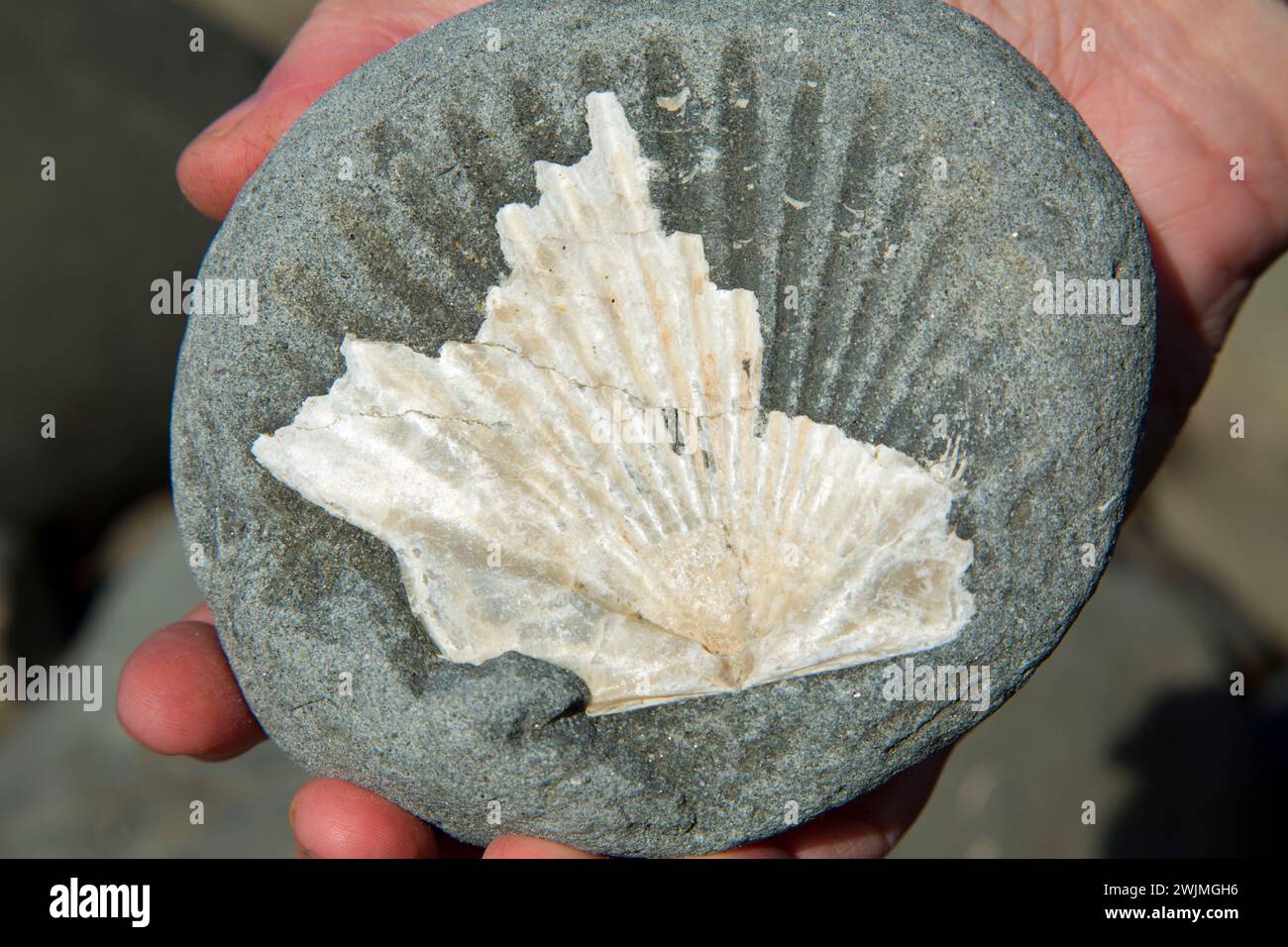 En fósiles Moolack Beach, Newport, Oregon Foto de stock
