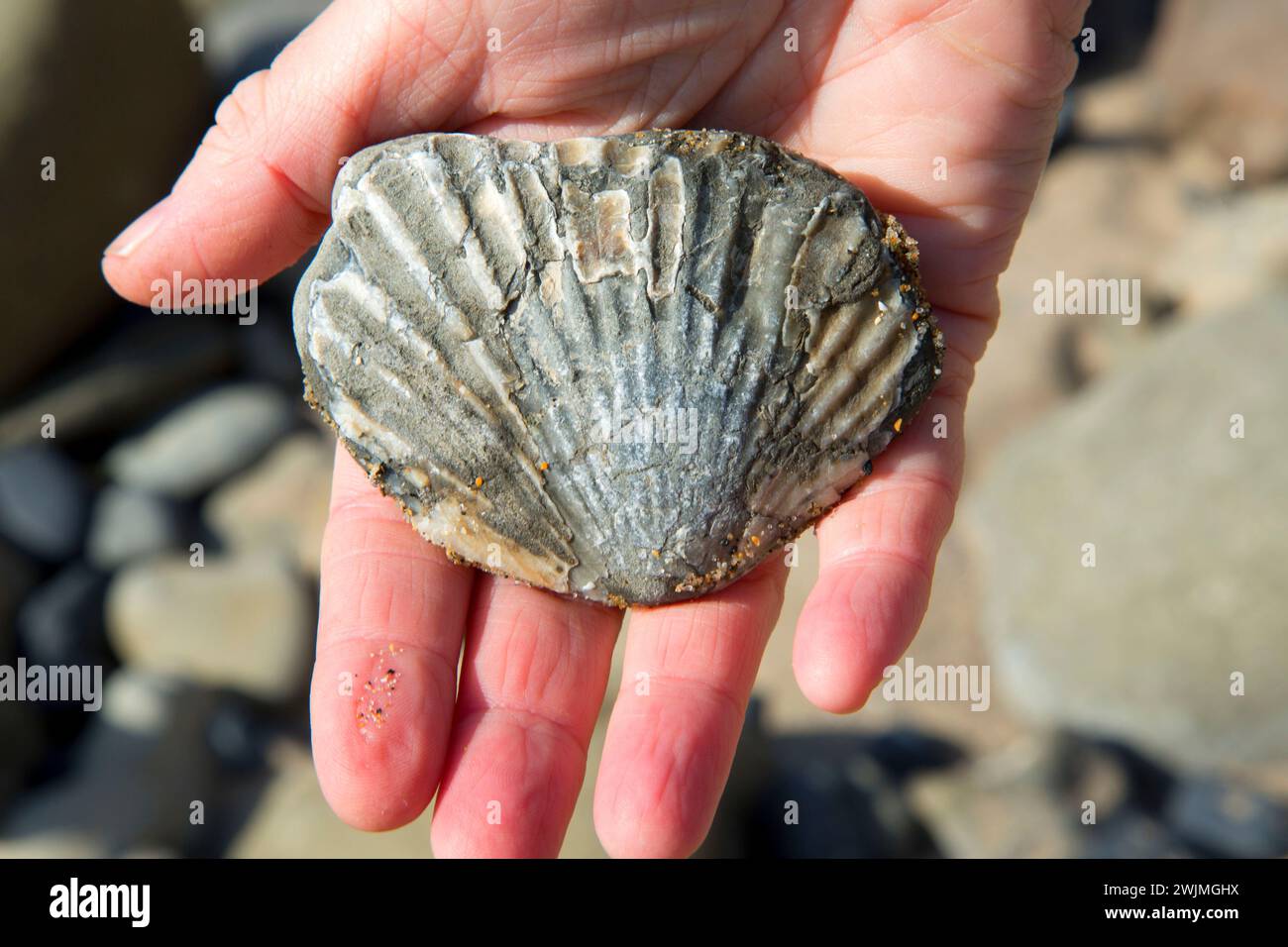 En fósiles Moolack Beach, Newport, Oregon Foto de stock