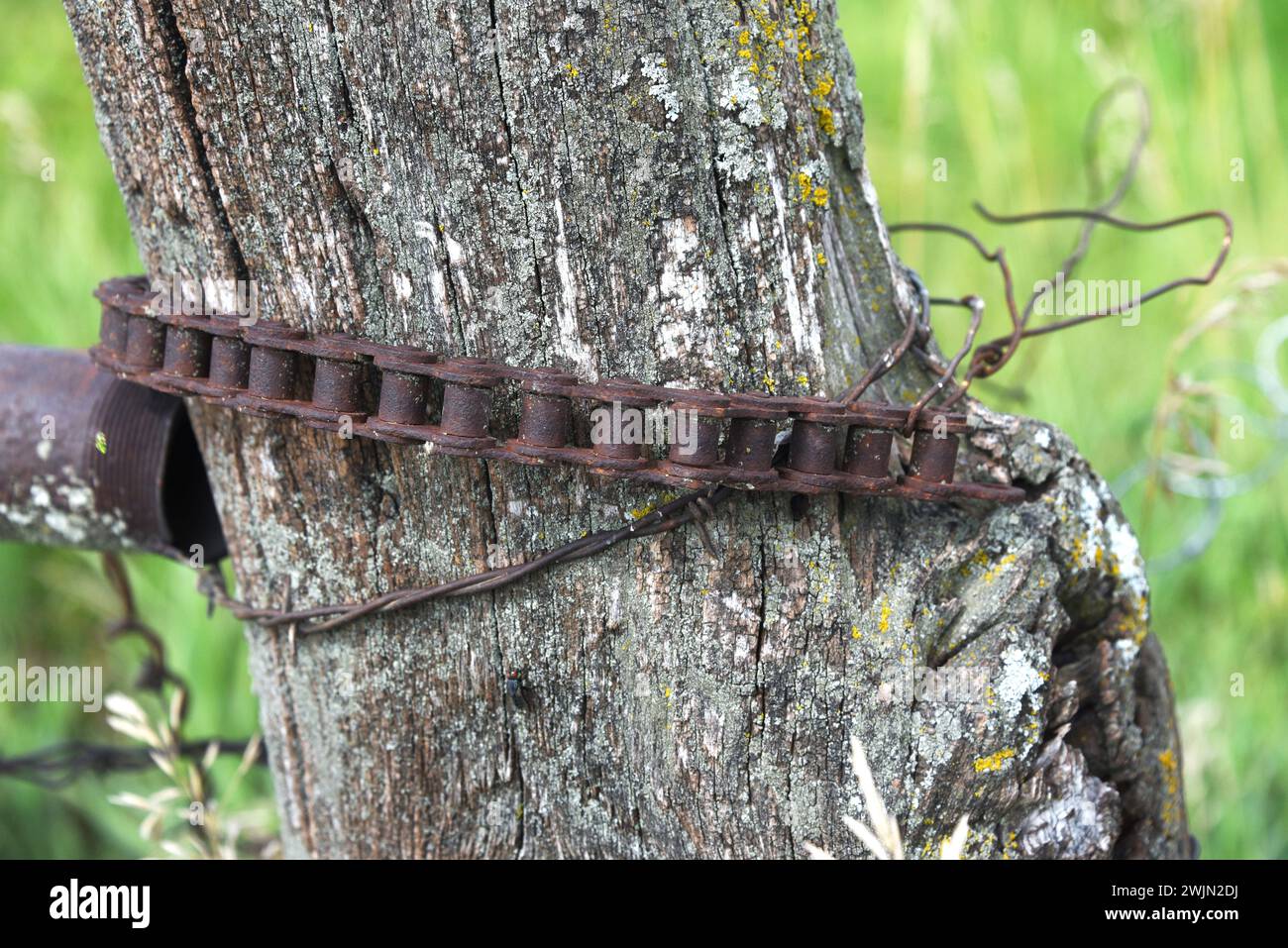 Cadena oxidada cuelga en el tronco de un árbol. El árbol se ha utilizado como un poste en esta fila de la cerca. Foto de stock