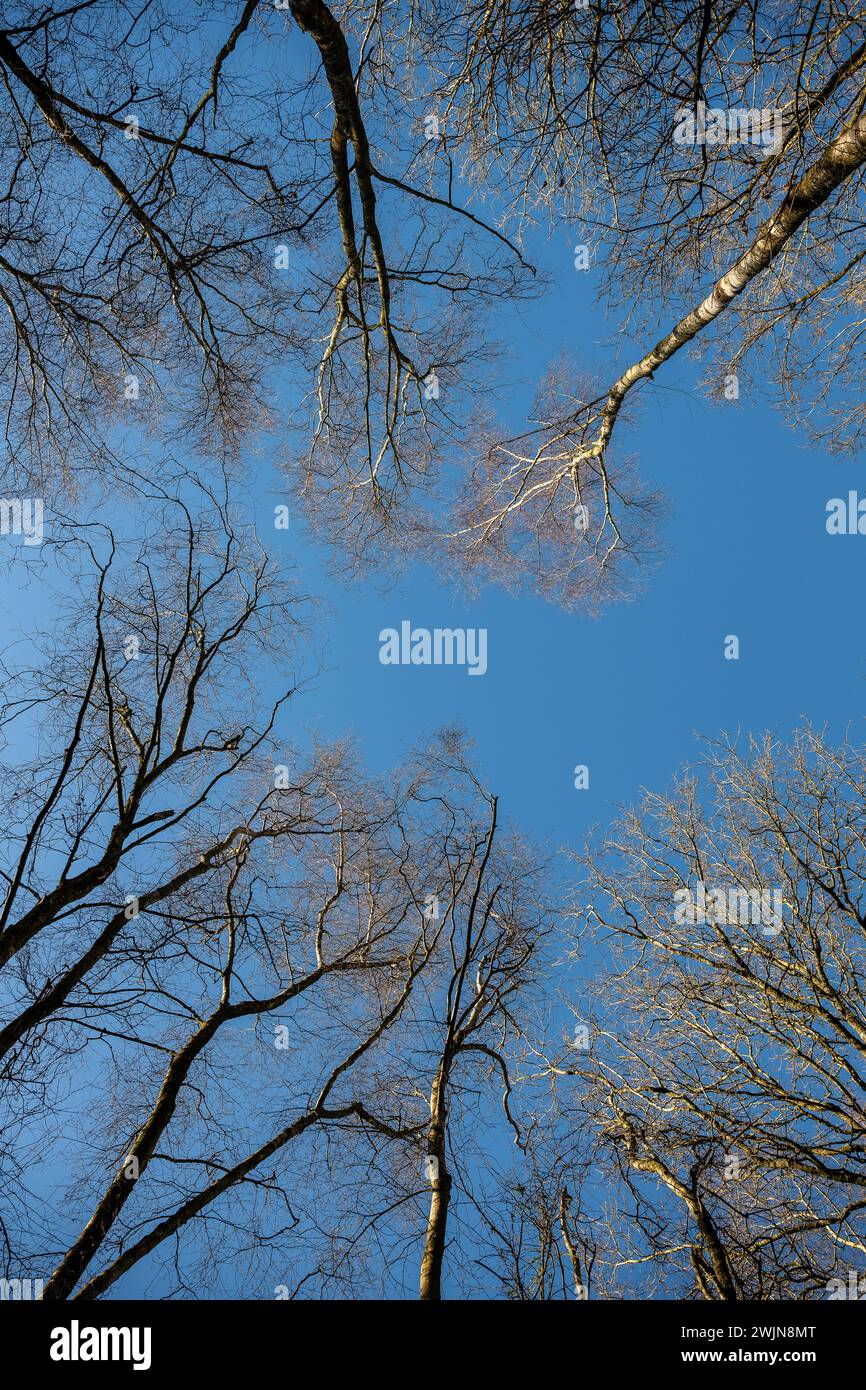 Mirando al cielo, copas de los árboles en invierno, sudeste de Inglaterra, Reino Unido, mirando copas de los árboles Foto de stock