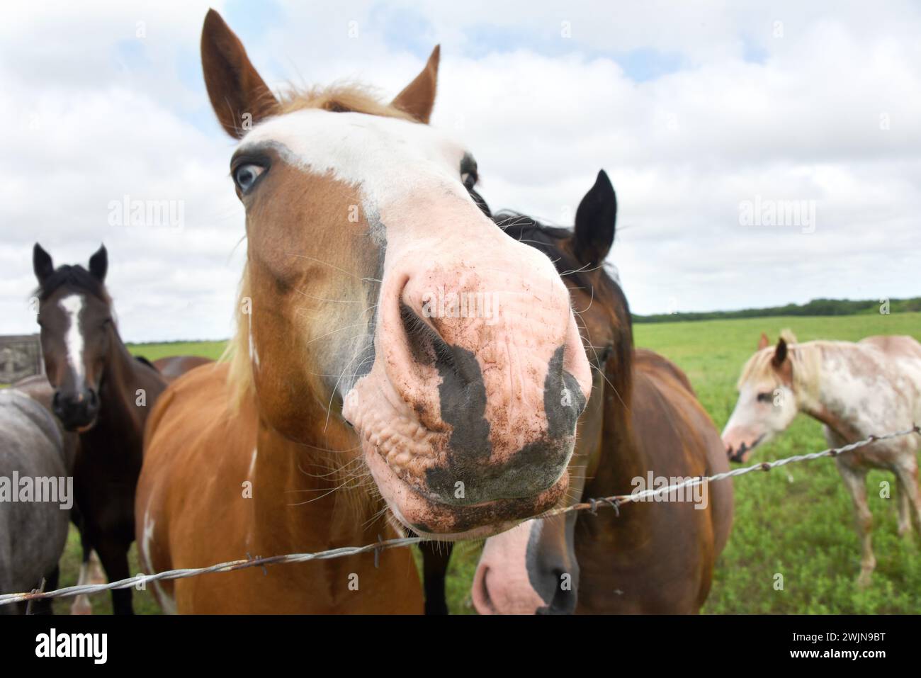 Curioso caballo extiende su nariz sobre la valla de alambre de púas. La nariz está sucia y sucia. Foto de stock