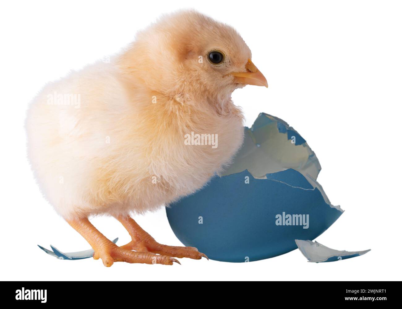 Buff Orpington pollo en frente de una cáscara de huevo azul que se rompe aislado en una toma de estudio. Foto de stock