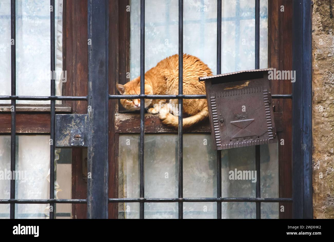 el gato naranja en una postura defensiva se sienta en una ventana detrás de las rejas junto a un buzón de correo, simbolizando un guardián vigilante del correo Foto de stock