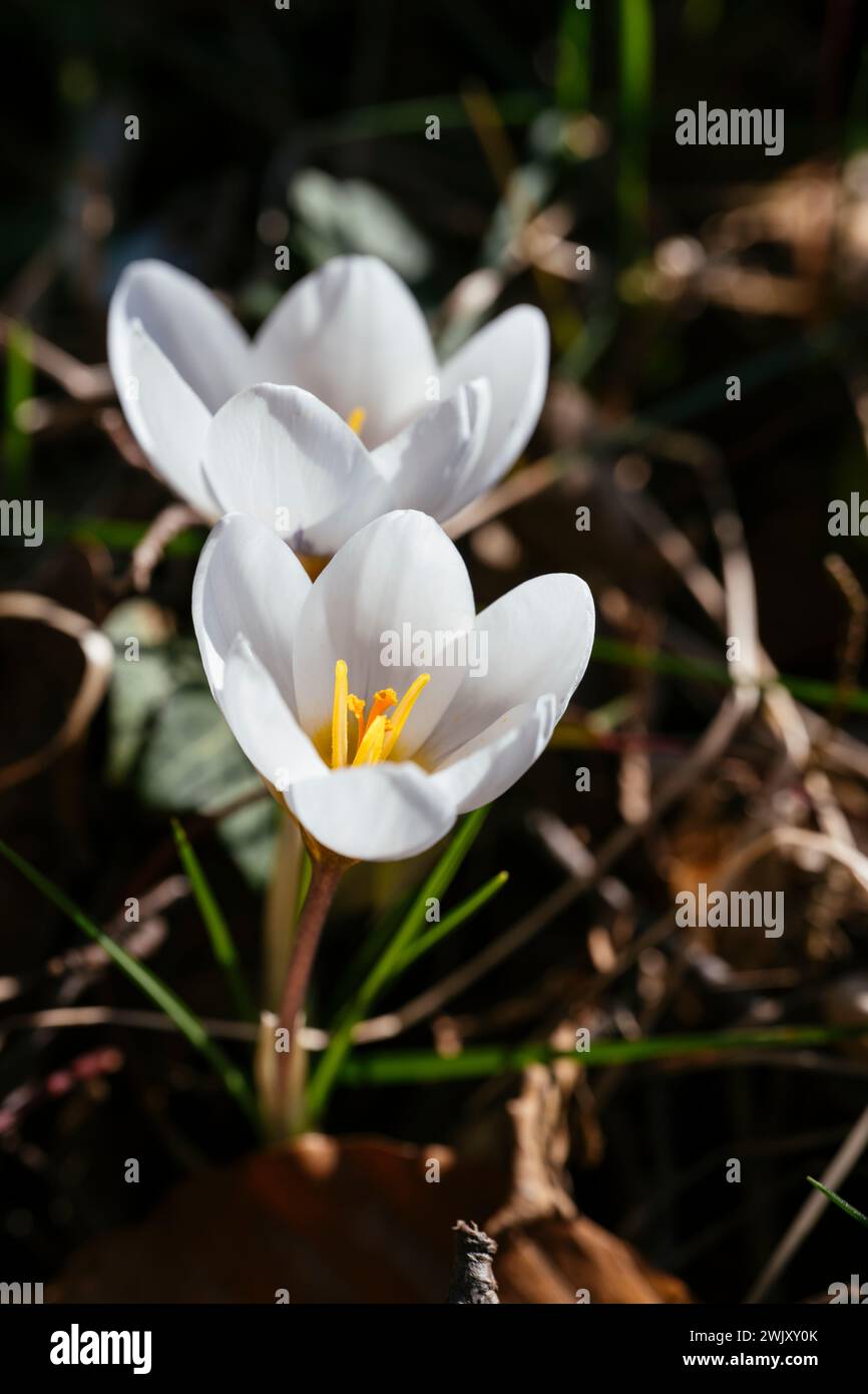 Crocus blanco Miss vana floración en febrero Foto de stock