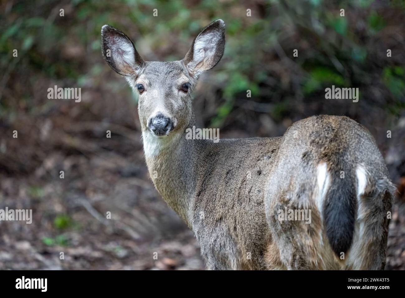 Issaquah, Washington, Estados Unidos. Vista trasera de un ciervo cola negra de pie en un patio junto a un bosque Foto de stock