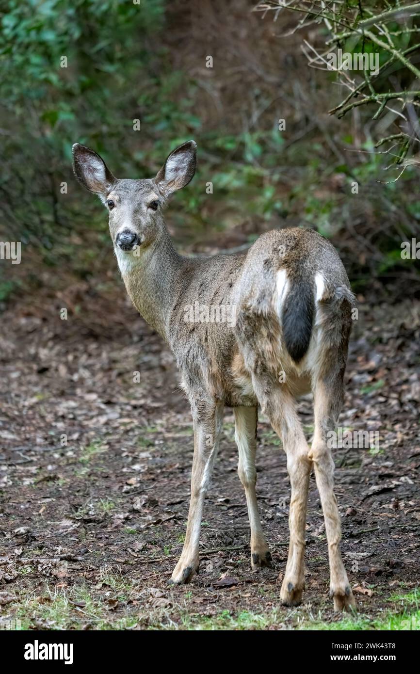 Issaquah, Washington, Estados Unidos. Vista trasera de un ciervo cola negra de pie en un patio junto a un bosque Foto de stock