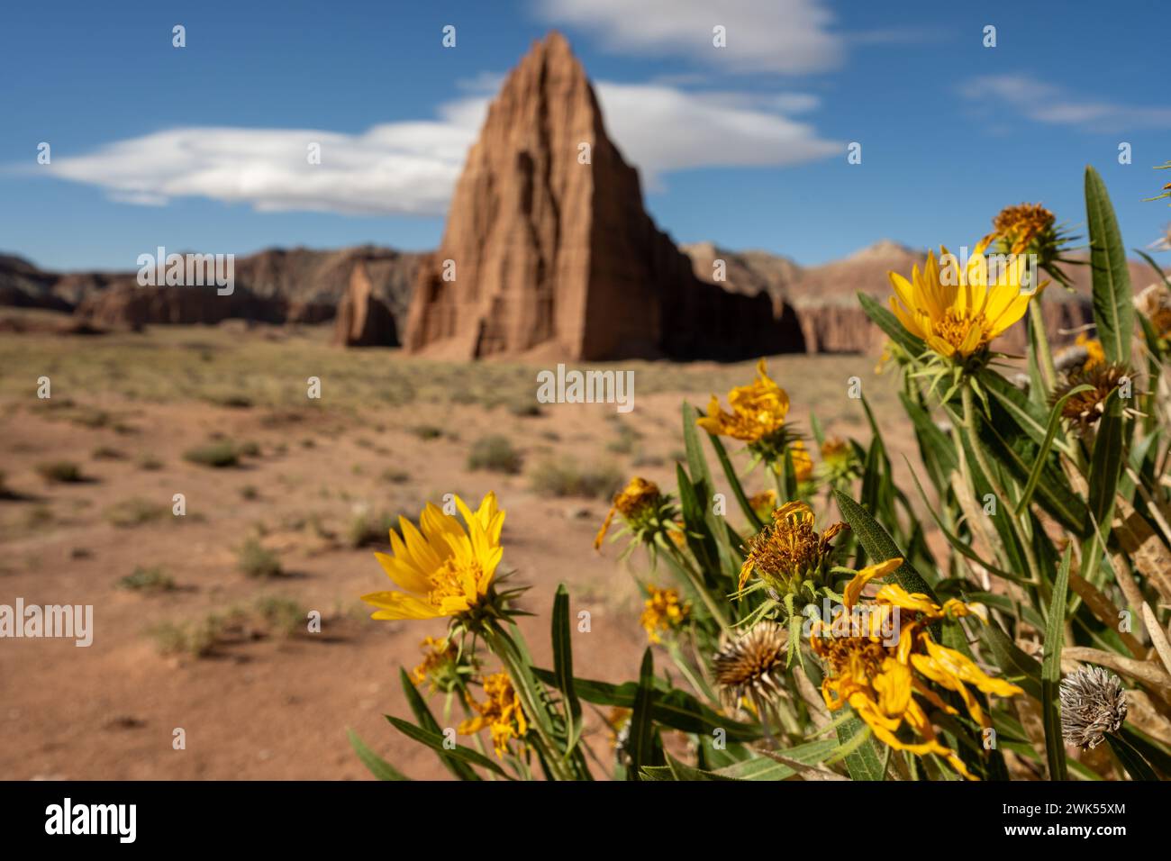 Girasoles amarillos frente al Templo del Sol en el arrecife del Capitolio Foto de stock