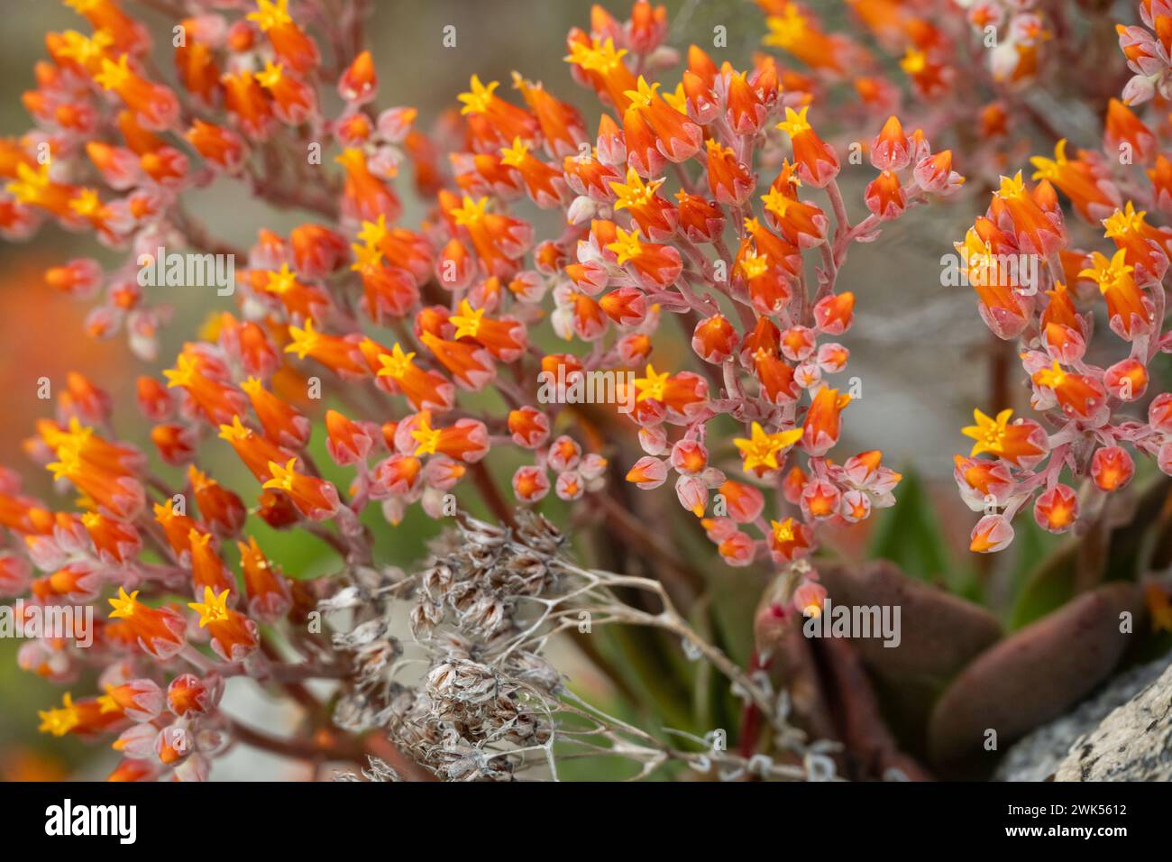 Pétalos amarillos de flores de Stonecrop comienzan a emerger en verano en Yosemite Foto de stock