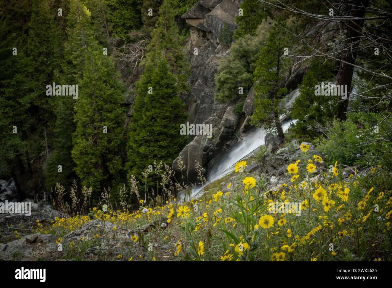 Flores silvestres amarillas a lo largo de las laderas sobre Alder Falls en Yosemite Foto de stock