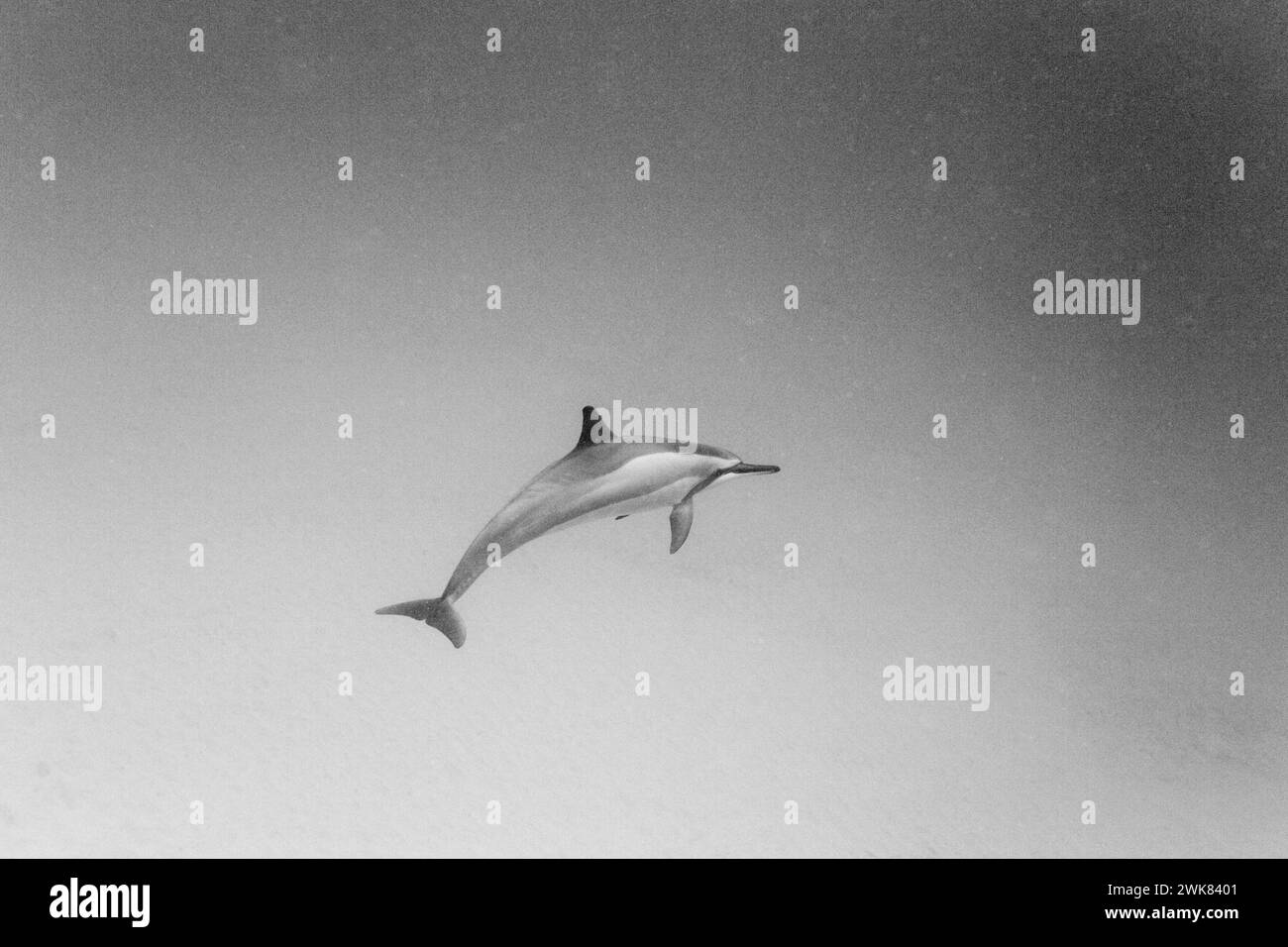 Delfín spinner hawaiano Foto de stock