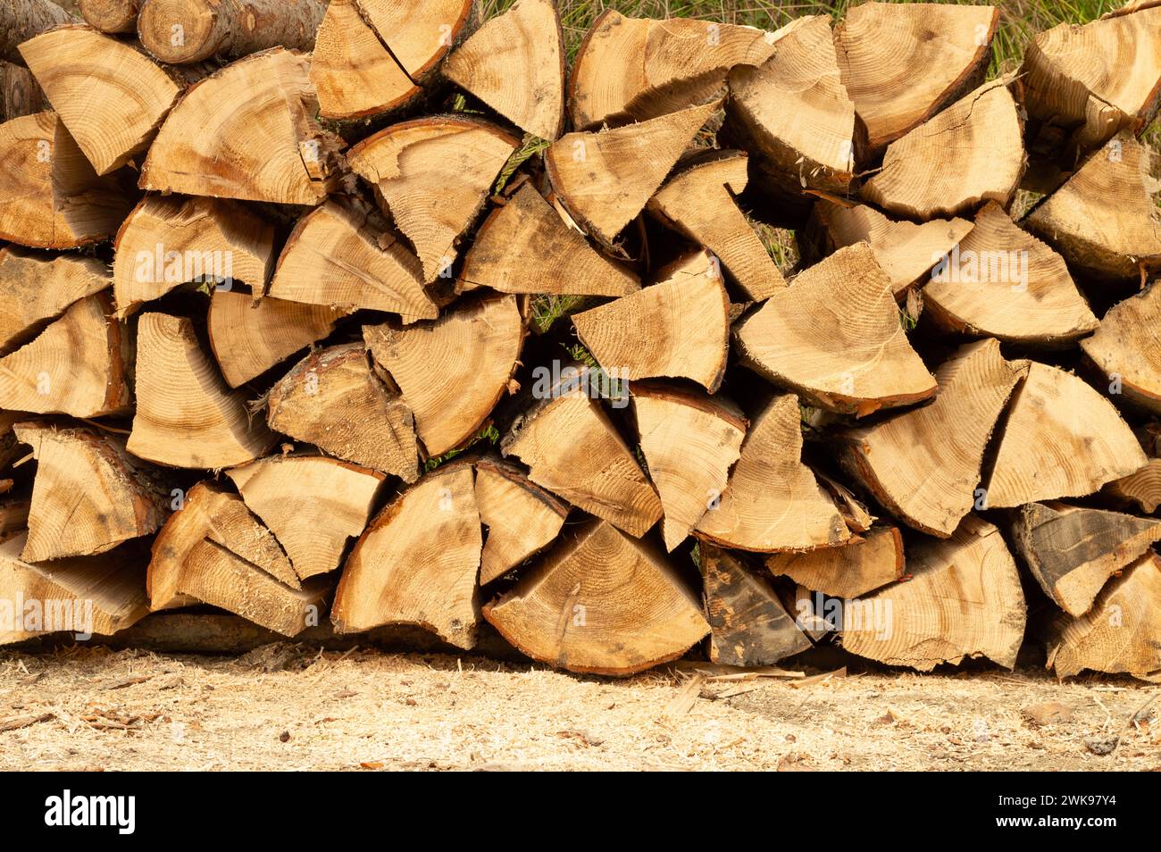 Pila de madera. Troncos de madera recién cortados apilados en el bosque. Leña, daño ambiental, temas ecológicos, deforestación, energía alternativa, lubbe Foto de stock