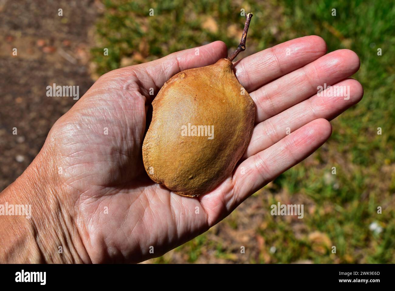 Semilla de jacaranda azul (Jacaranda mimosifolia) en la mano Foto de stock