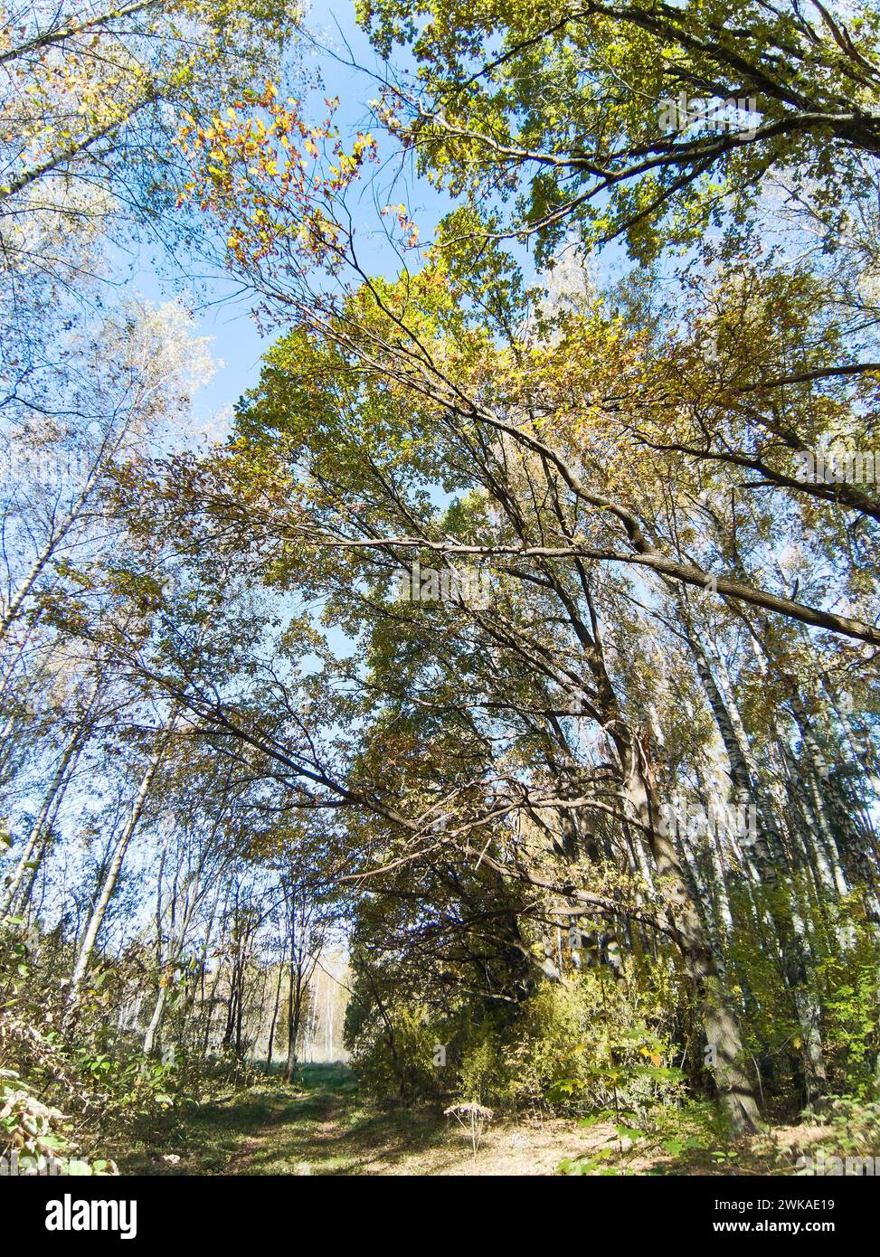 Otoño en bosques soleados Foto de stock