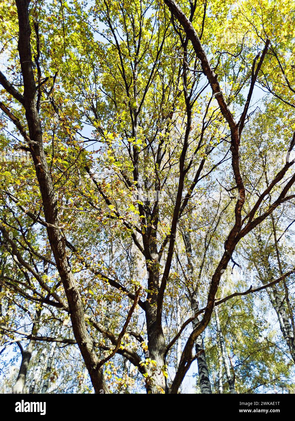 Otoño bosque de robles en clima soleado Foto de stock