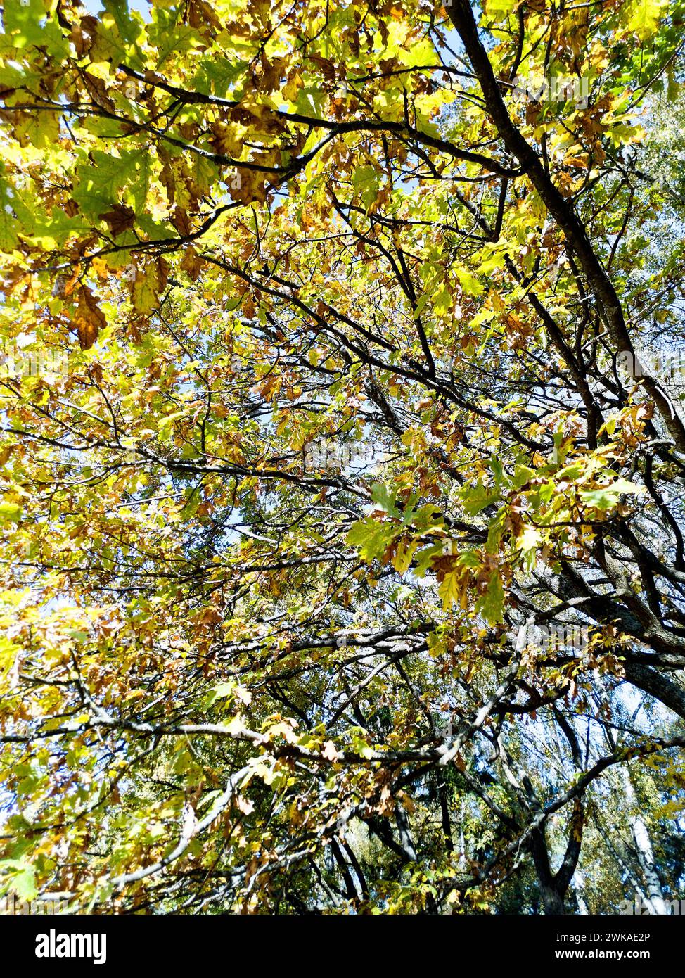 Otoño bosque de robles en clima soleado Foto de stock