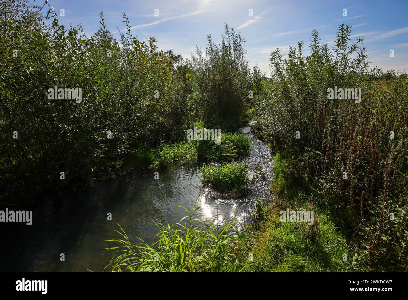 Recklinghausen, Renania del Norte-Westfalia, Alemania - Renaturalizado Hellbach, curso de agua renaturalizado, el Hellbach ahora está libre de aguas residuales después de la Foto de stock