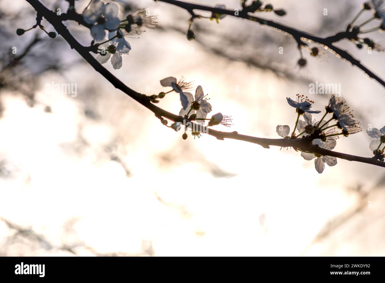 Las ramas de cerezo florecen con la cálida luz del sol bokeh. Concepto de primavera, fondo. Foto de stock