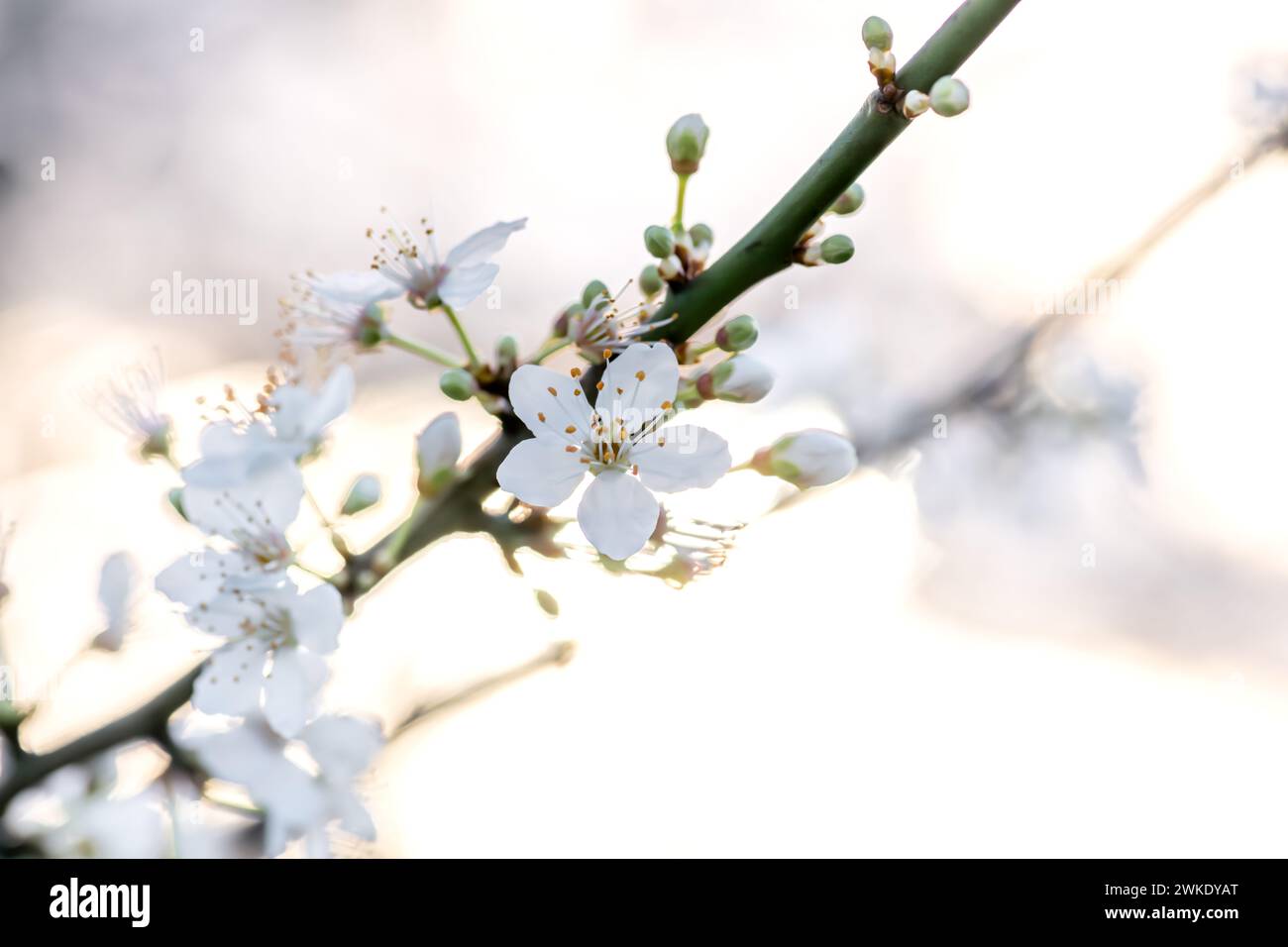 Un fondo de primavera, telón de fondo, con macro cerca de flor de cerezo con una cálida luz del sol bokeh. Foto de stock