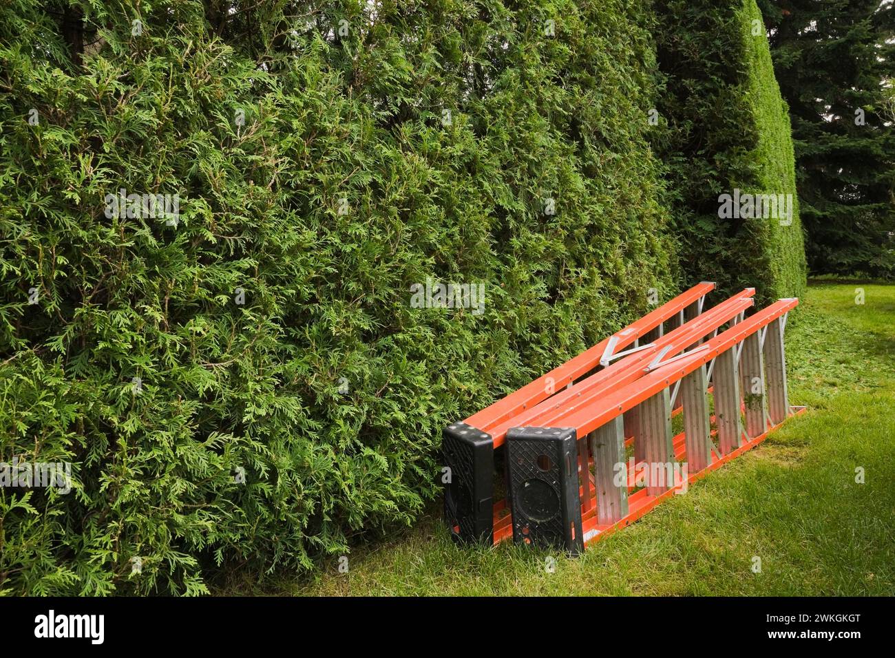Dos escaleras de acero de aluminio pintadas de naranja y plata plegadas en césped verde junto a Thuja occidentalis - seto de cedro en jardín trasero en verano. Foto de stock