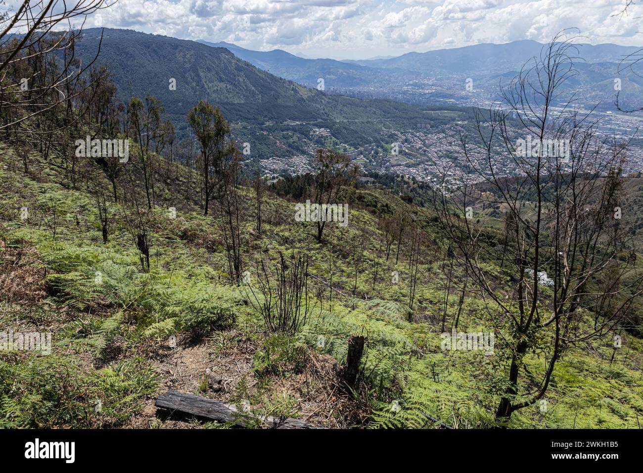 Medellín, Colombia. 18 de febrero de 2024. La gente de Santa Elena, Medellín, se reúne para dar de vuelta a la tierra en un evento para retribuir a la tierra después de que un incendio forestal azotó la ciudad de Medellín, Colombia, el 18 de febrero de 2024. Foto de: Juan Jose Patino/Long Visual Press Crédito: Long Visual Press/Alamy Live News Foto de stock