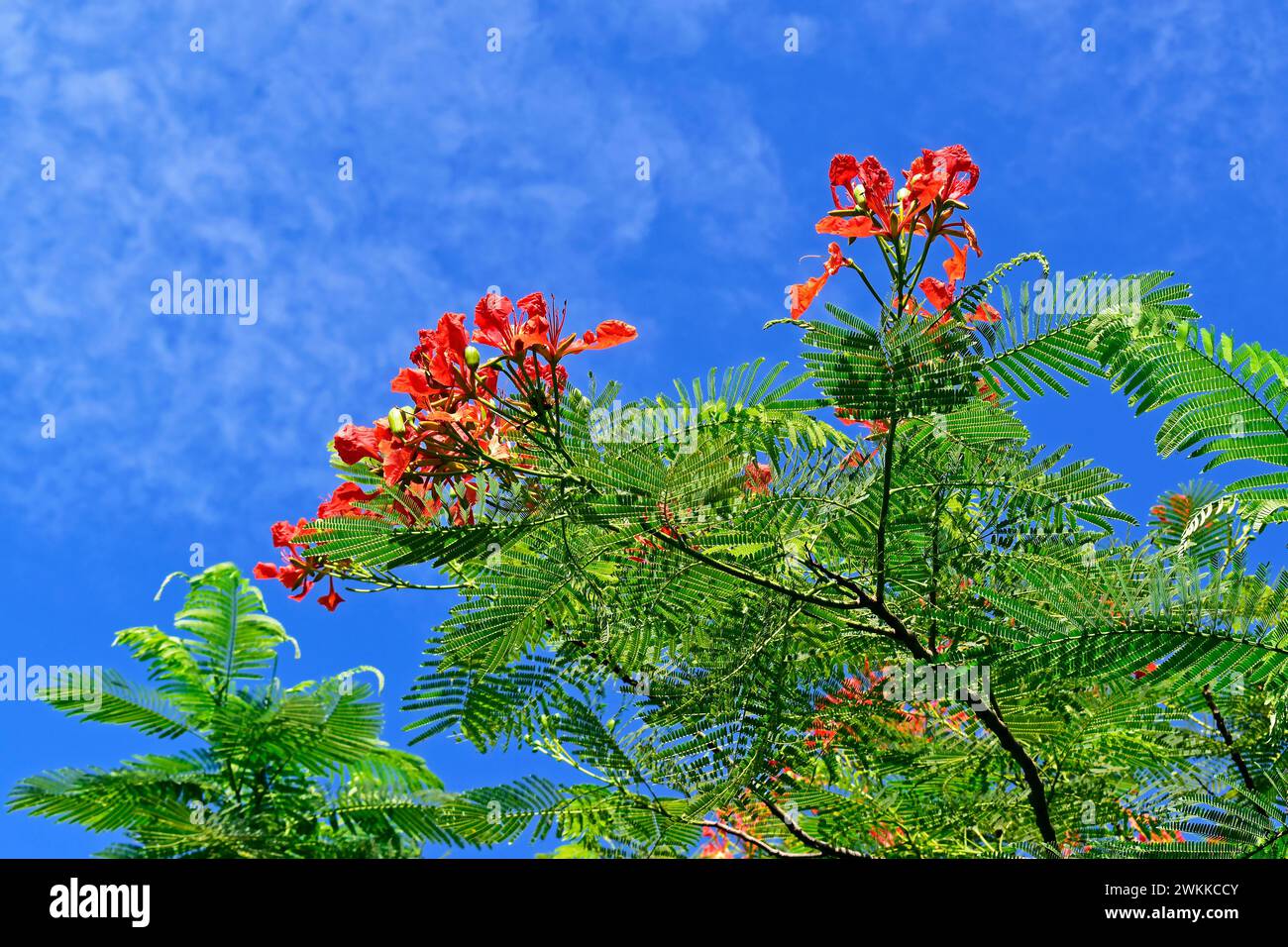 Royal poinciana, flores flamboyantes o flameantes (Delonix regia) Foto de stock