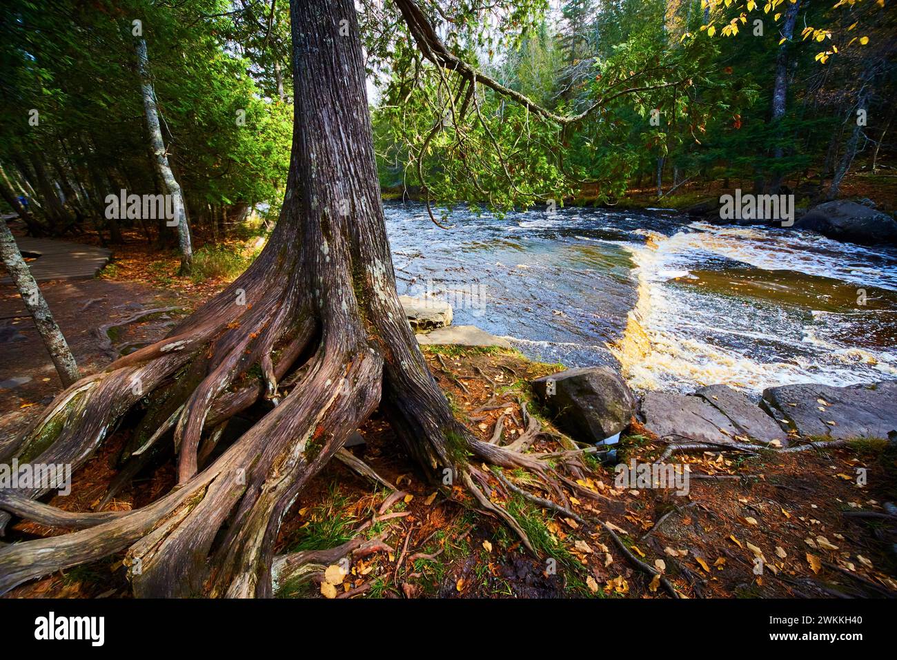 Río del bosque otoñal con raíces de árboles antiguos y corriente en cascada Foto de stock