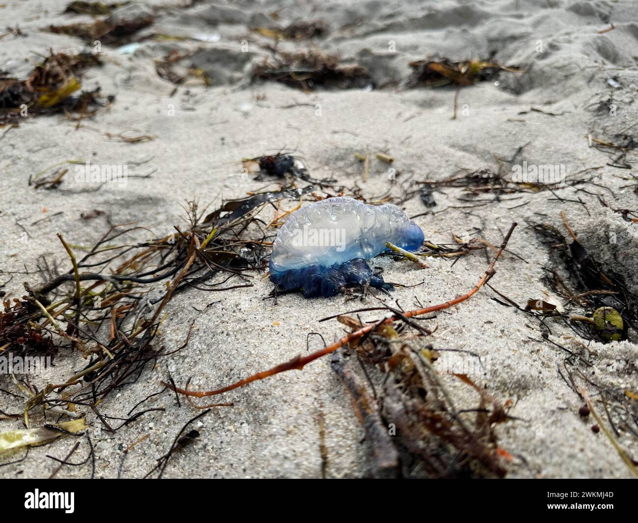 El hombre portugués o' war (Physalia physalis), también conocido como el hombre de guerra o botella azul en la playa. Criaturas de la orilla del mar. Medusas increíbles Foto de stock