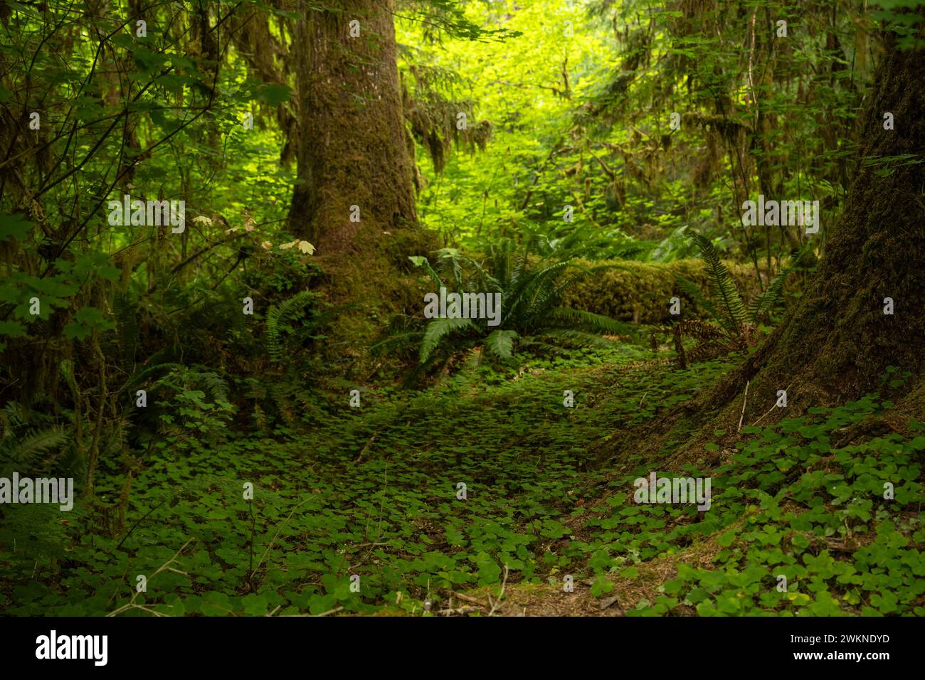 Clover cubre el Grand en Hoh Rainforest en el Parque Nacional Olímpico Foto de stock
