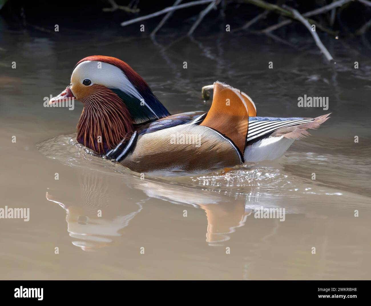 Un hermoso macho de pato mandarín nadando en el agua Foto de stock